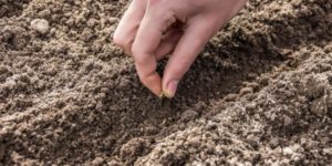 Что я сею у себя на огороде в ноябре и урожай собираю раньше всех соседей