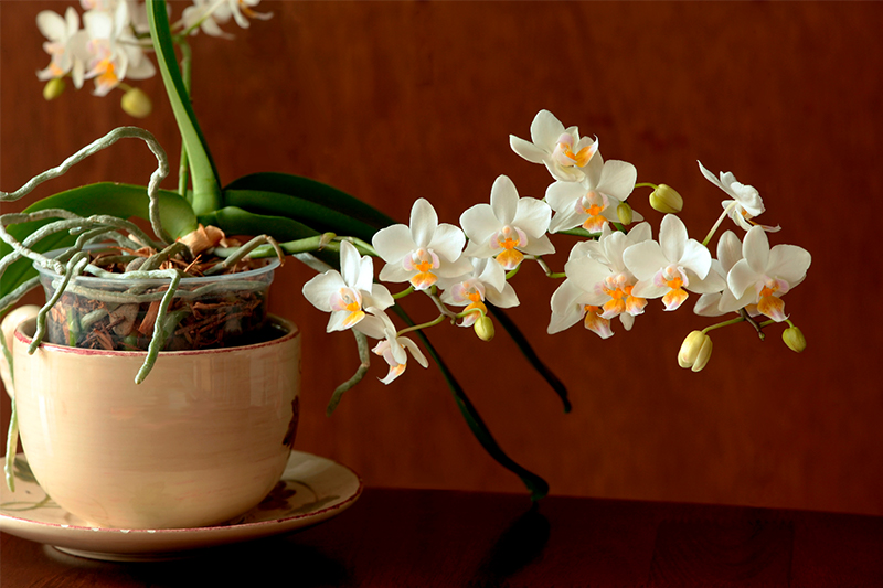 Почему нельзя дома орхидеи. Орхидеи дома. Орхидея в домашних условиях. Фаленопсис мини Сальвадор. Фаленопсис мини шоколад.