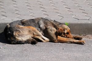 Пес не мог понять, почему стал не нужен хозяевам: Как сосед приютил брошенного питомца и чем тот ему отплатил?