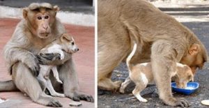 Обезьяна «усыновила» брошенного щенка и ухаживает за ним как настоящая мама