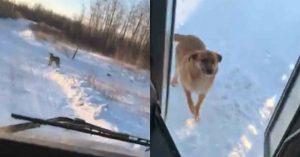 Водитель автобуса каждый день делает дополнительную остановку, чтобы помочь голодной собаке