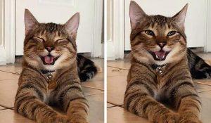 10 домашних питомцев, которых хочется обнять и никогда не отпускать!