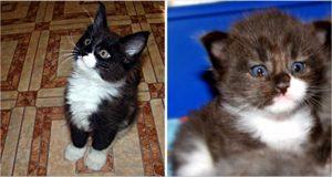 Взяли маленького котенка, а через год очень удивились тому, в кого превратился питомец (5 фото)