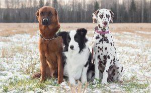 Собаки поняли команду слишком буквально