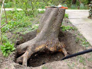 корчевание пней