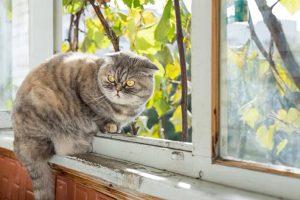 Как кошка подставила меня перед женой. Такого не придумаешь